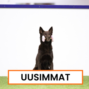 Uusimmat