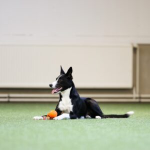 Tärkeimmät pohjataidot ja koulutussignaalit