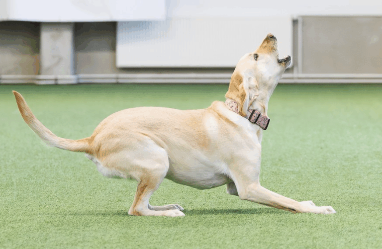 Read more about the article Onko reaktiivinen koira ohjaajan vika?