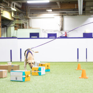 MITÄ JOS – NOSEWORK