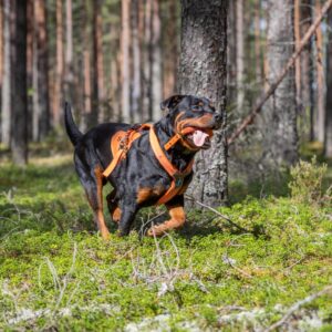 Mitä jos – hakukoiran koulutus