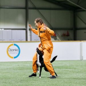 Koiratanssin (freestyle) startti: ensiaskeleet, ohjelman rakentaminen ja kisojen aloitus