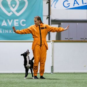 Koiratanssin (HTM) startti: ensiaskeleet, ohjelman rakentaminen ja kisojen aloitus