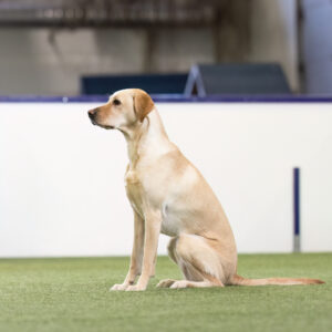 MITÄ JOS – LUENTO: JÄÄVÄT JA LUOKSETULO