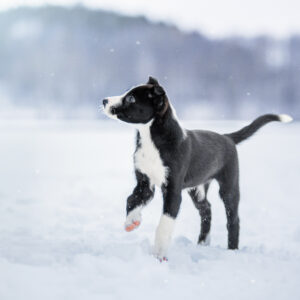 Matka alkaa! Pennun ensimmäisen vuoden opinnot