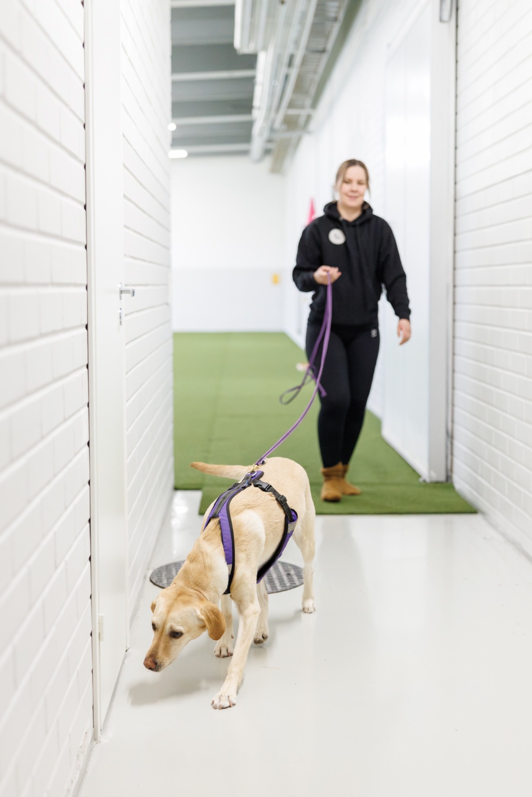 You are currently viewing Miksi koirasi lopettaa etsimisen? Etsintäsykli ratkaisee enemmän kuin luulet